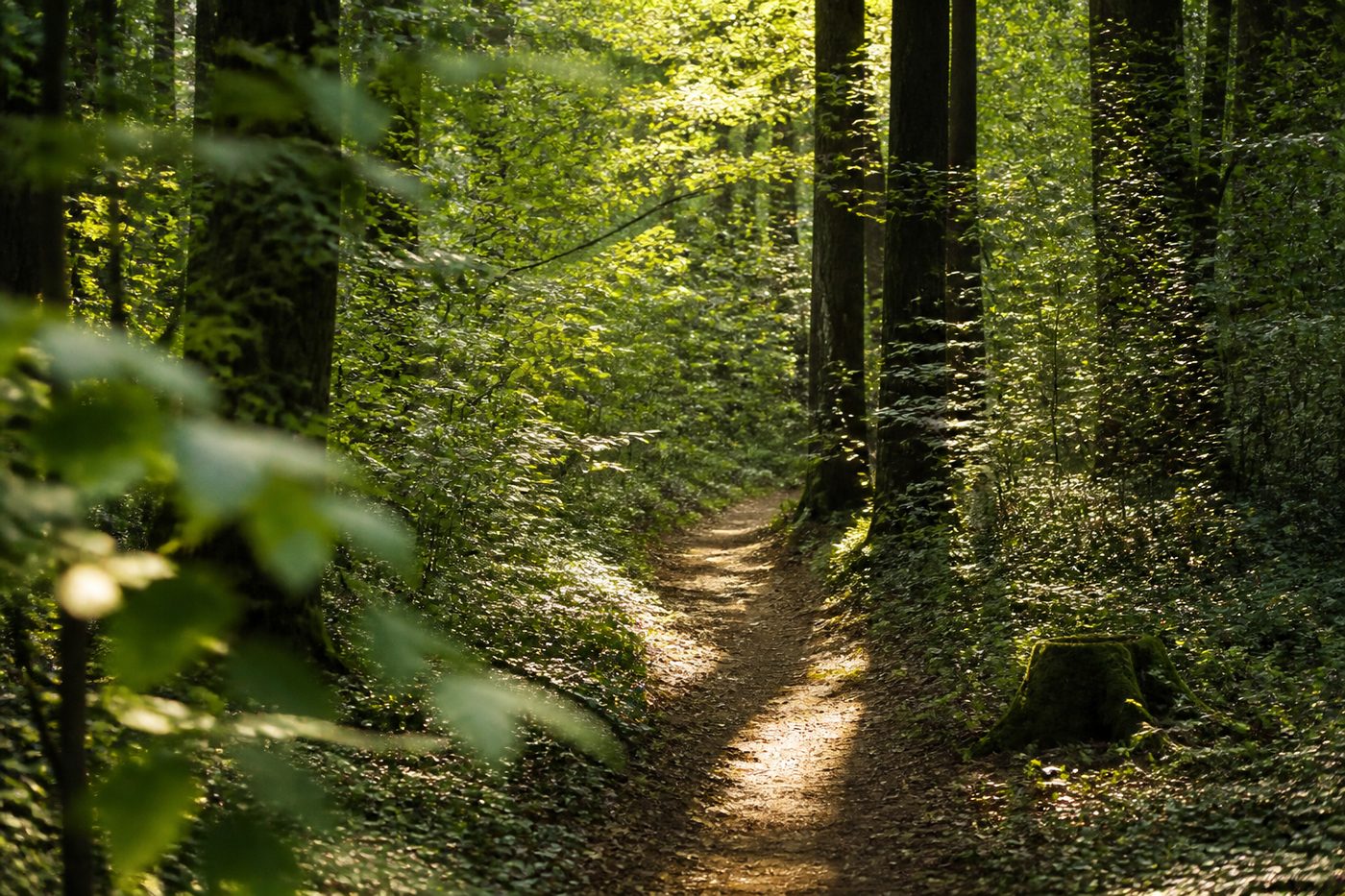 Eine niedrige Trockenmauer aus grauen Kalksteinen am Rand eines Hohlwegs, im Vordergrund trockenes Gras
