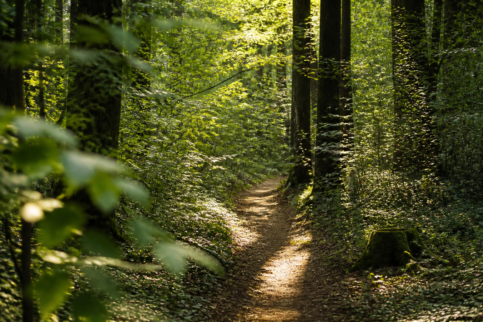 Schmaler Waldweg nahe dem Bodensee mit Lichtflecken zwischen den Bäumen