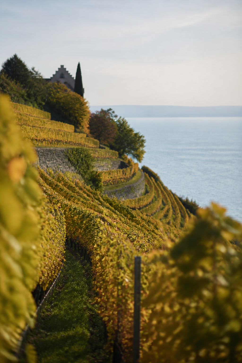 Terrassierte Weinberge oberhalb von Meersburg am Bodensee im Herbstlicht